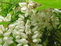 Robinier faux-acacia, Fleurs en gros plan. Cliquer pour agrandir l'image.
