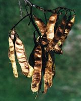 Robinier faux-acacia, Fruits. Cliquer pour agrandir l'image.