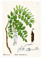 Robinier faux-acacia, Dessin d'identificaton. Cliquer pour agrandir l'image.