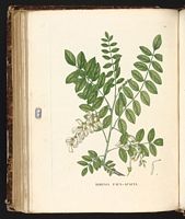 Robinier faux-acacia. Planche d'identification Saint-hilaire. Cliquer pour agrandir l'image.