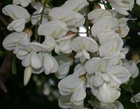 Robinier faux-acacia, Fleurs. Cliquer pour agrandir l'image.