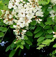 Robinier faux-acacia. Cliquer pour agrandir l'image.