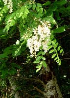 Robinier faux-acacia. Cliquer pour agrandir l'image.