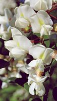 Robinier faux-acacia, Fleurs. Cliquer pour agrandir l'image.
