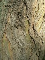 Robinier faux-acacia, Écorce. Cliquer pour agrandir l'image.