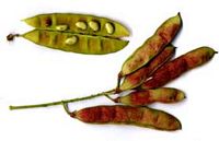 Robinier faux-acacia, Fruits. Cliquer pour agrandir l'image.