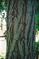 Robinier faux-acacia, Écorce. Cliquer pour agrandir l'image.