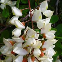Robinier faux-acacia, Fleurs. Cliquer pour agrandir l'image.