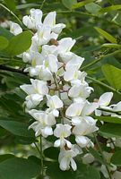 Robinier faux-acacia, Grappe de fleurs. Cliquer pour agrandir l'image.