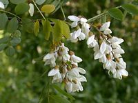 Robinier faux-acacia, Fleurs. Cliquer pour agrandir l'image.