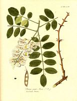 Robinier faux-acacia. Planche d'identification. Cliquer pour agrandir l'image.