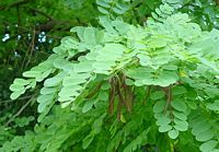 Robinier faux-acacia, Feuillage. Cliquer pour agrandir l'image.