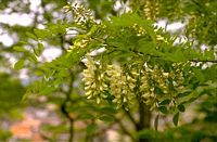 Robinier faux-acacia, Branche en fleur. Cliquer pour agrandir l'image.