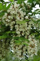 Robinier faux-acacia, Côtes de Clermont. Cliquer pour agrandir l'image.
