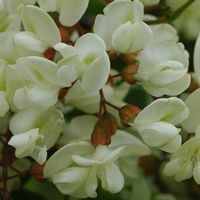 Robinier faux-acacia, Fleurs, Côtes de Clermont. Cliquer pour agrandir l'image.