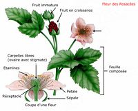 Rosacées. Fleurs. Cliquer pour agrandir l'image.