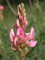 Sainfoin cultive. Fleur. Cliquer pour agrandir l'image.
