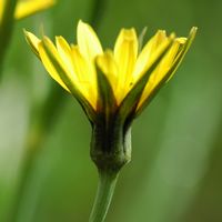 Salsifis des pres. Fleur, Sauterre. Cliquer pour agrandir l'image.