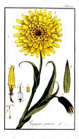 Salsifis des pres. Planche d'identification krauss. Cliquer pour agrandir l'image.