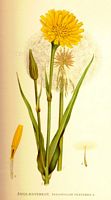 Salsifis des pres. Planche d'identification Linnemand. Cliquer pour agrandir l'image.