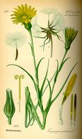Salsifis des pres. Planche d'identification Thomé. Cliquer pour agrandir l'image.