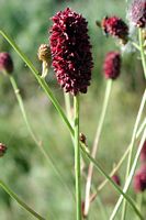 Sanguisorbe officinale. Cliquer pour agrandir l'image.