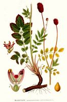 Sanguisorbe officinale. Planche d'identification Linnemand. Cliquer pour agrandir l'image.