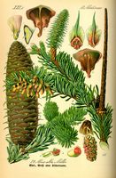 Sapin pectiné. Planche d'identification. Cliquer pour agrandir l'image.