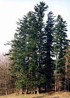 Sapin pectiné. Plante. Cliquer pour agrandir l'image.