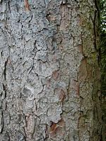 Sapin pectiné. Écorce. Cliquer pour agrandir l'image.