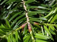 Sapin pectiné. Feuilles. Cliquer pour agrandir l'image.