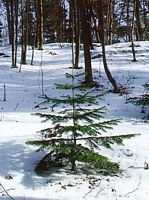 Sapin pectiné. Jeune sapin dans la neige. Cliquer pour agrandir l'image.