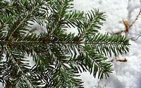 Sapin pectiné. Feuilles. Cliquer pour agrandir l'image.