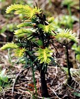 Sapin pectiné. Jeune plant. Cliquer pour agrandir l'image.