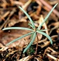 Sapin pectiné. Jeune plant. Cliquer pour agrandir l'image.
