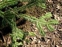 Sapin pectiné. Feuilles. Cliquer pour agrandir l'image.