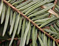 Sapin pectiné. Feuilles. Cliquer pour agrandir l'image.