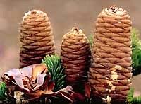 Sapin pectiné. Cônes. Cliquer pour agrandir l'image.