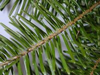 Sapin pectiné. Feuille. Cliquer pour agrandir l'image.