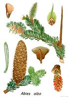 Sapin pectiné. Dessin d'identification. Cliquer pour agrandir l'image.