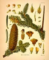 Sapin pectiné. Planche d'identification. Cliquer pour agrandir l'image.