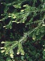 Sapin pectiné. Rameau. Cliquer pour agrandir l'image.