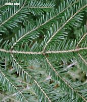 Sapin pectiné. Feuilles. Cliquer pour agrandir l'image.