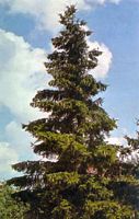 Sapin pectiné. Plante. Cliquer pour agrandir l'image.