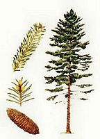 Sapin pectiné. Dessin. Cliquer pour agrandir l'image.