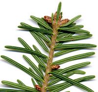 Sapin pectiné. Feuille. Cliquer pour agrandir l'image.