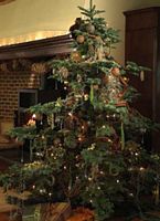 Sapin pectiné. Sapin de Noël. Cliquer pour agrandir l'image.