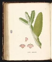 Sapin pectiné. Planche d'identification Saint-hilaire. Cliquer pour agrandir l'image.