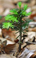 Sapin pectiné. Jeune plant, Ceyssat. Cliquer pour agrandir l'image.