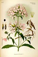 Saponaire officinale. Planche d'identification. Cliquer pour agrandir l'image.